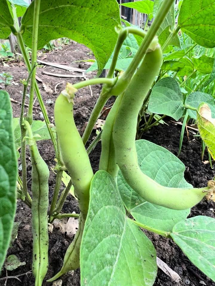 雨后的小菜园