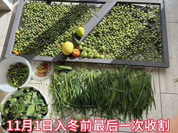 赶在入冬前最后一次收割菜园蔬菜